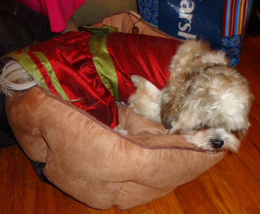 Dog sleeping in a dog bed — photo by Tomwsulcer, CC0, via Wikimedia Commons