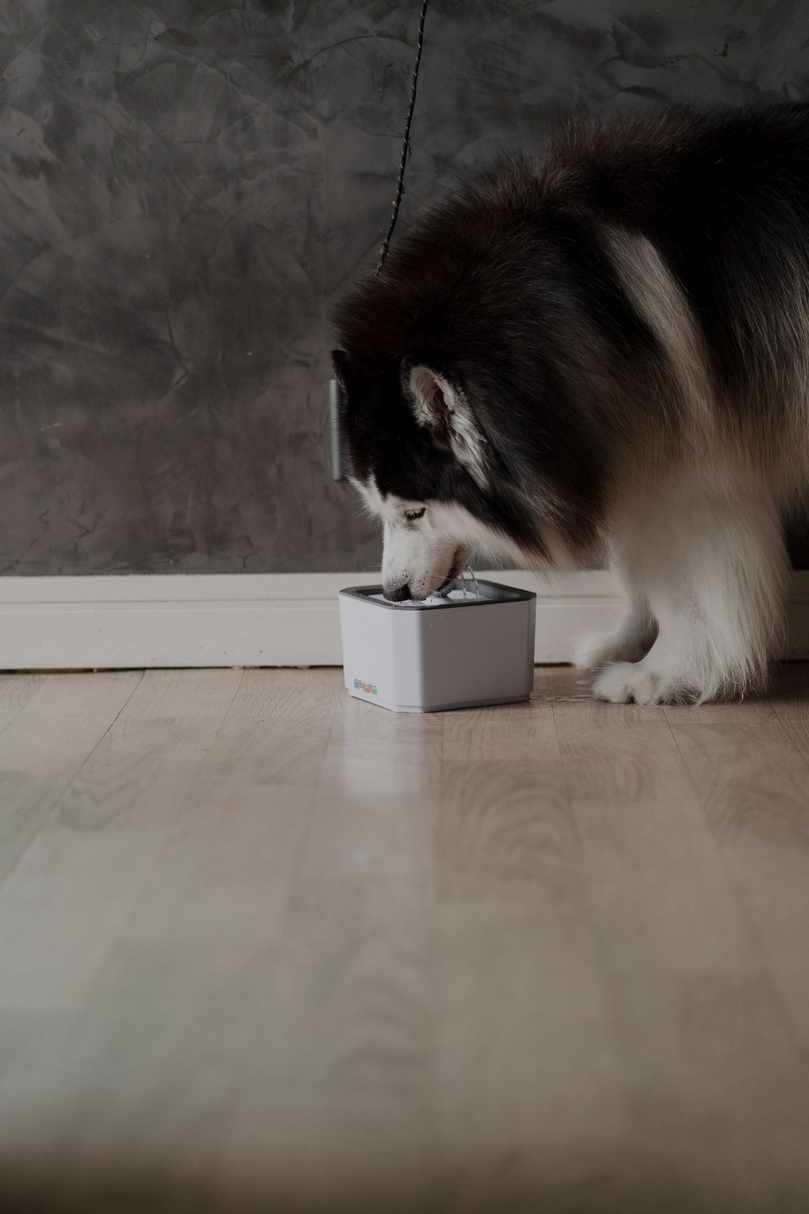 The Best Quiet Automatic Dog Feeders for Apartments (2026 Guide)