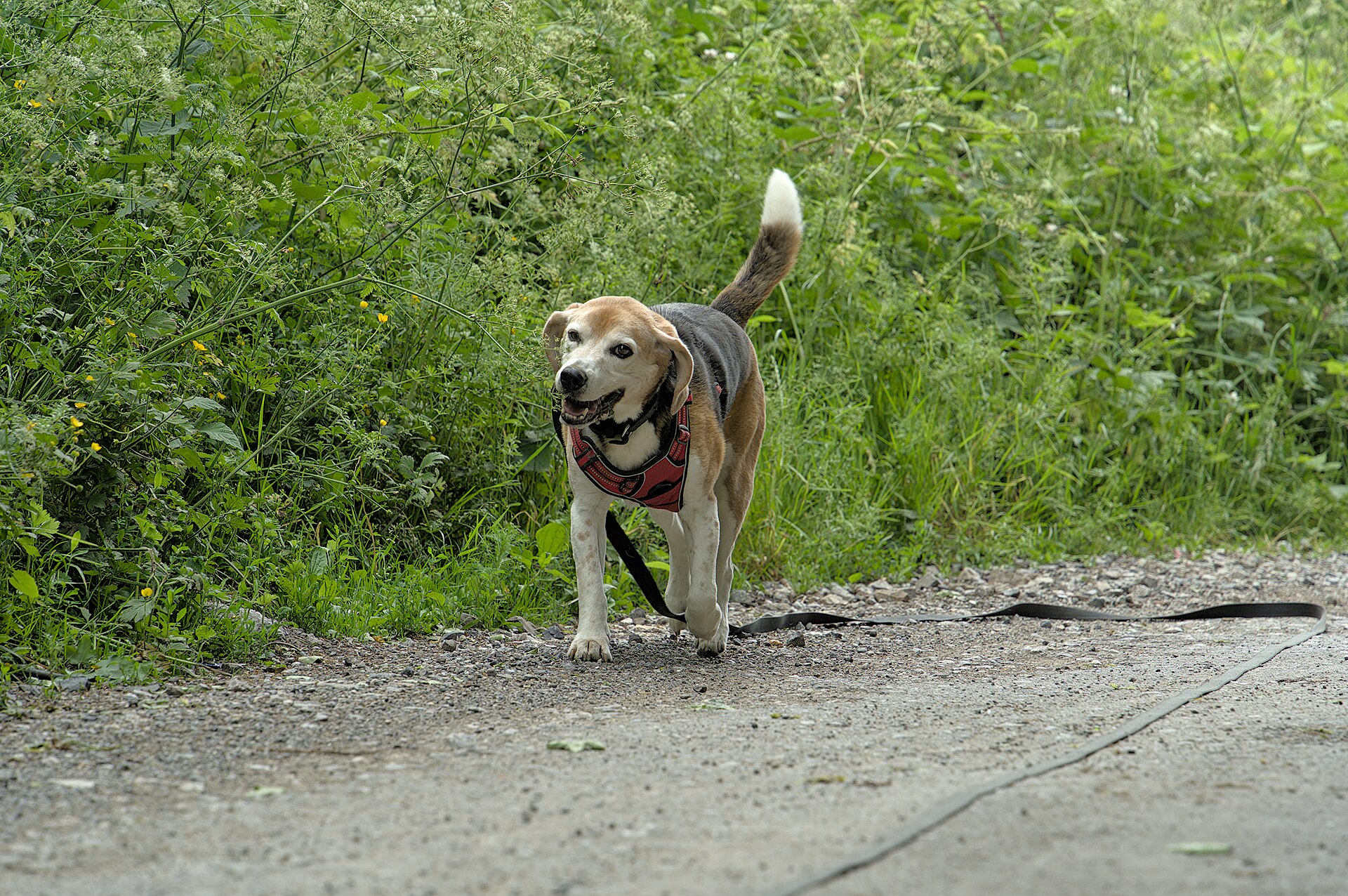 Dog on a walk in a harness — photo by Trougnouf (Benoit Brummer), CC BY 4.0, via Wikimedia Commons