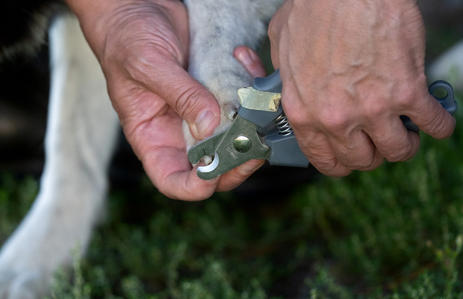 Dog nail trimming — photo by Santeri Viinamäki, CC BY-SA 4.0, via Wikimedia Commons