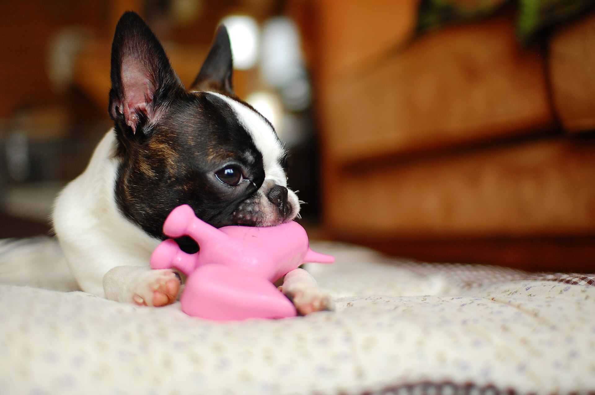 Boston terrier with a toy — photo by Sendai Blog (CC BY 2.0), via Wikimedia Commons