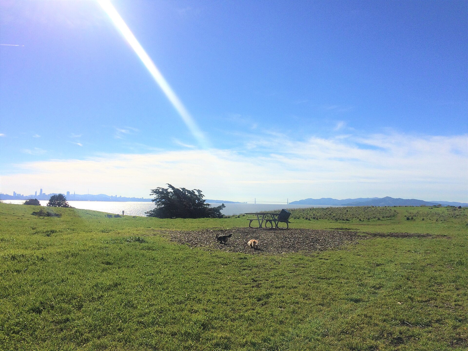 Off-leash dog area at César Chávez Park, Berkeley — photo by TPFUUT (CC BY-SA 4.0), via Wikimedia Commons