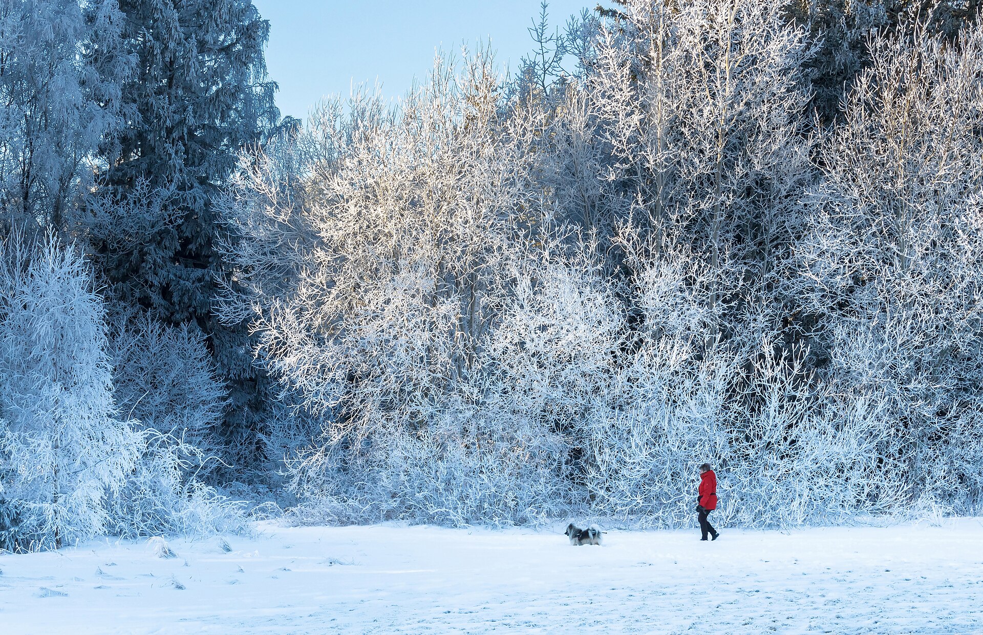 Woman walking her dog on a hiking track — photo by W.carter (CC BY-SA 4.0), via Wikimedia Commons
