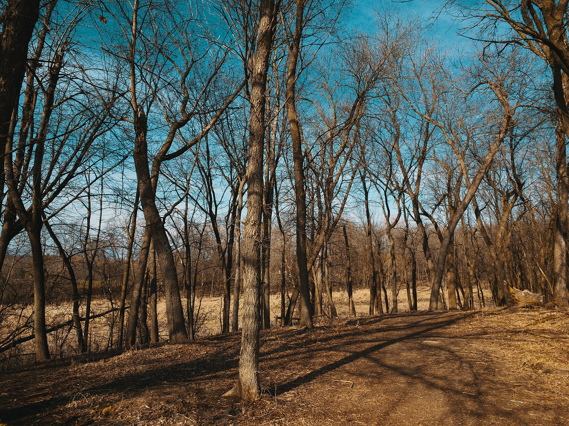 Hiking trail loop at an off-leash dog park, Minnesota — photo by Tony Webster (CC BY 2.0), via Wikimedia Commons