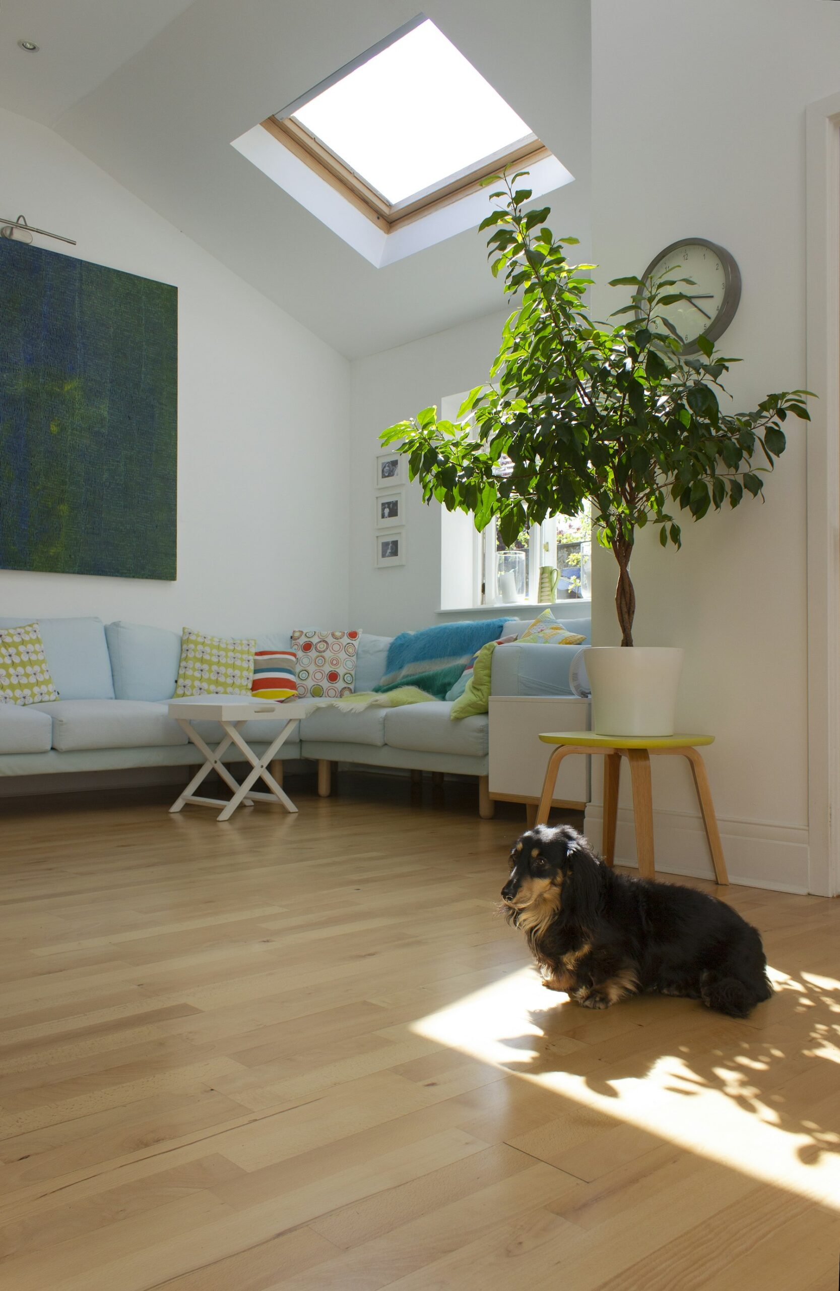 Dog lying on a wooden floor in a bright apartment